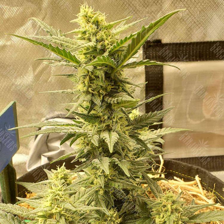 Семена Sweet Cheese feminised Ganja Seeds