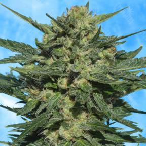 Auto White Russian regular Ganja Seeds