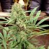 CBD Charlotte`s Angel feminised Dutch Passion Seeds