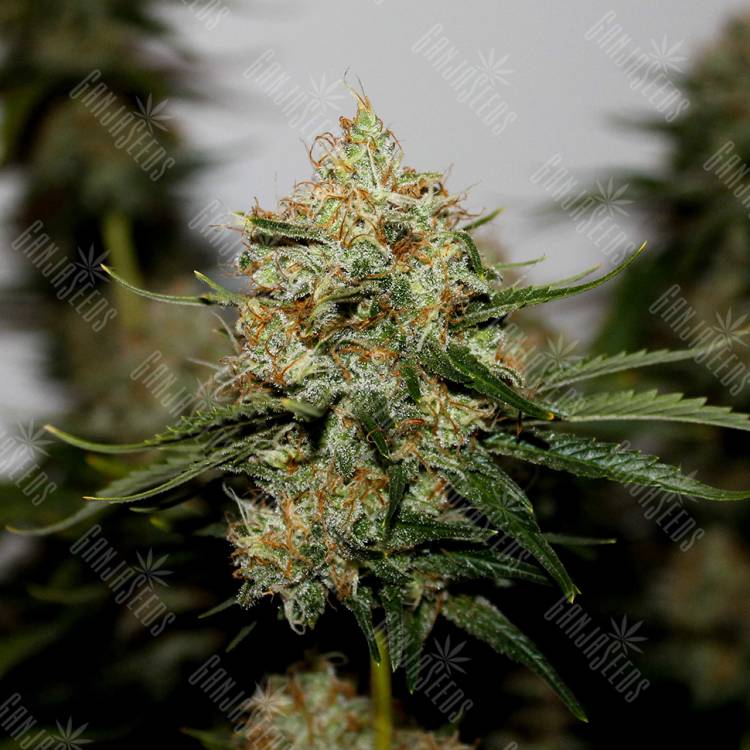 Amnesia Lemon feminised Breeders Community Seeds Amnesia Lemon feminised Breeders Community Seeds