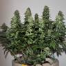 Amnesia Lemon feminised Breeders Community Seeds Amnesia Lemon feminised Breeders Community Seeds