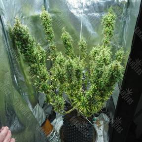 Dr. Grinspoon regular Ganja Seeds