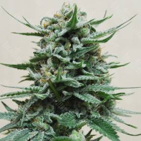 Auto Northern Russian regular Ganja Seeds