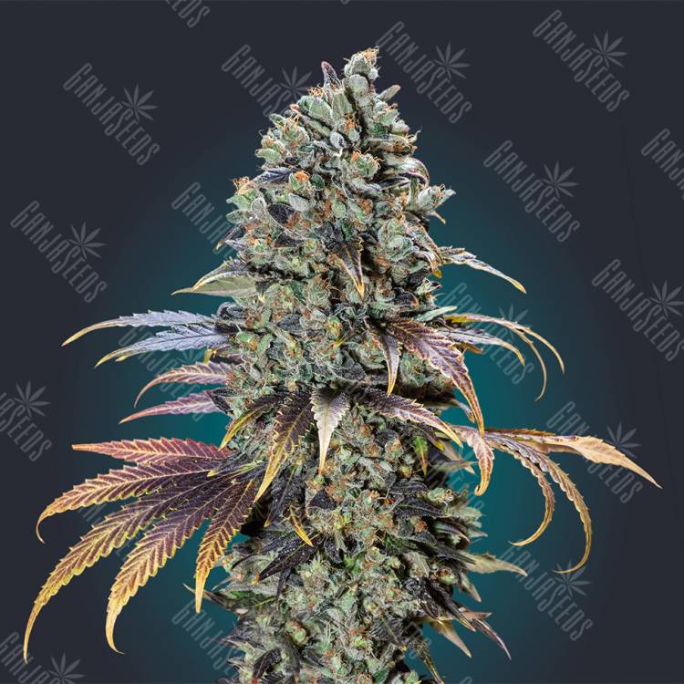 мощные семена конопли Chocolate Cream feminised 00 Seeds