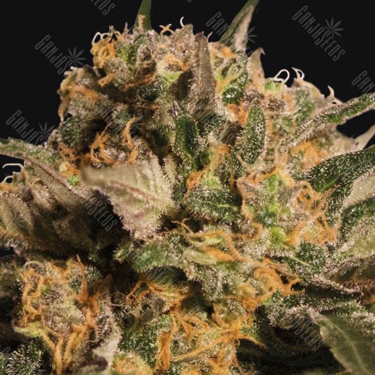 качественные семена конопли Violator Kush feminised Barneys Farm