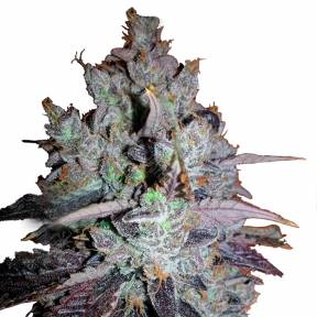 Purple LA feminised DNA Genetics