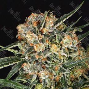 Hippie Therapy CBD feminised Exotic Seed
