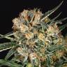 семена конопли элитных сортов Hippie Therapy CBD feminised Exotic Seed