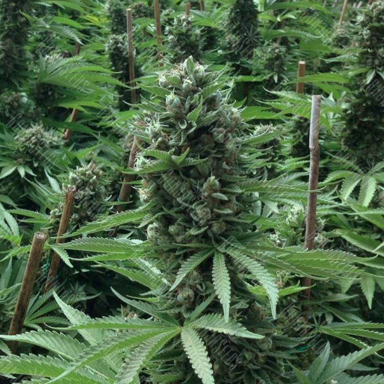 где заказать семена конопли Desert Diesel feminised Humboldt Seeds