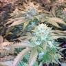 семена конопли почтой Desert Diesel feminised Humboldt Seeds