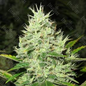 2048 feminised Medical Seeds