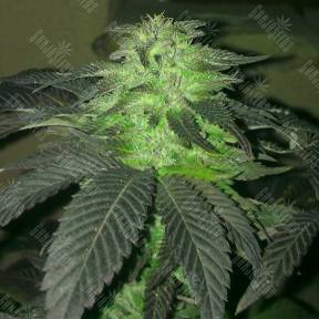 Durga Mata feminised Paradise Seeds