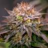 семена конопли феминизированные Kali Dog feminised Royal Queen