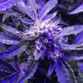 Cream Caramel F1 Fast Version feminised Sweet Seeds