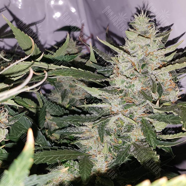 Семена марихуаны Auto X.Treme feminised Ganja Seeds Семена марихуаны Auto X.Treme feminised Ganja Seeds