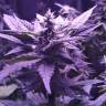 Автоцветущие сорта конопли Auto AK 49 feminised GanjaLiveSeeds