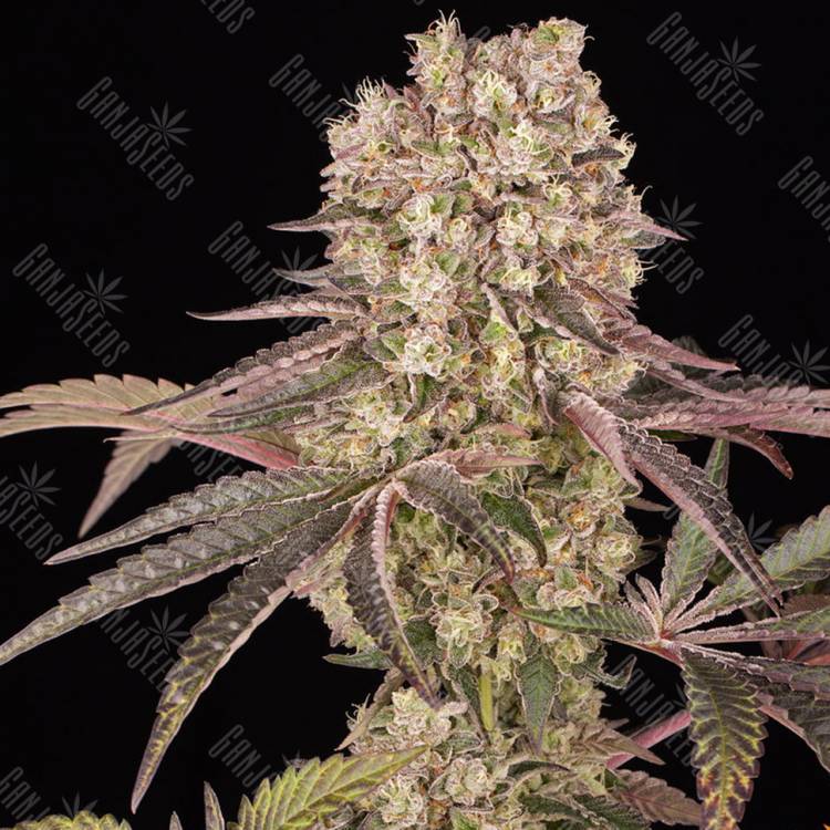 Семена Runtz Muffin feminised Ganja Seeds