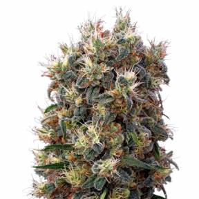 The Church feminised Green House Seeds