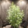 CBD Compassion feminised Dutch Passion Seeds