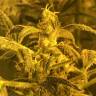 заказать семена конопли в России Auto Blue Amnesia XXL Feminised
