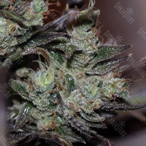 Early Durban regular Ganja Seeds