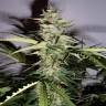 мощные семена конопли Auto Pandora regular