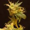 конопля семена сорта заказать Dr Greenthumb's Em-Dog By B-Real feminised Humboldt Seeds