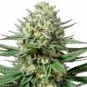 семена конопли медицинской OG Kush CBD feminised Medical Seeds