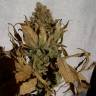 семена конопли курьером Dutch Dragon feminised Paradise Seeds