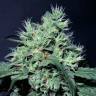 конопля семена сорта заказать Dutch Dragon feminised Paradise Seeds
