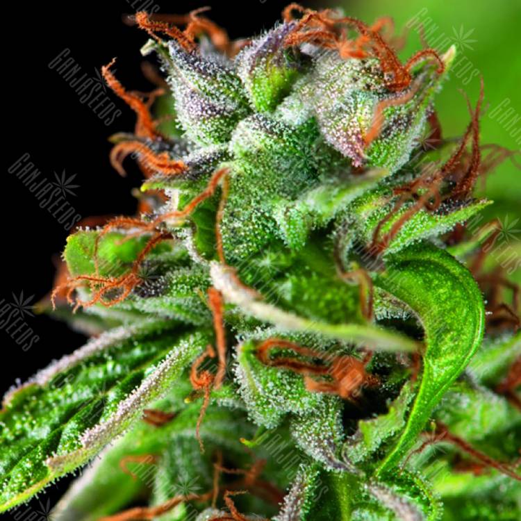 качественные семена конопли Double OG Haze feminised Pyramid Seeds