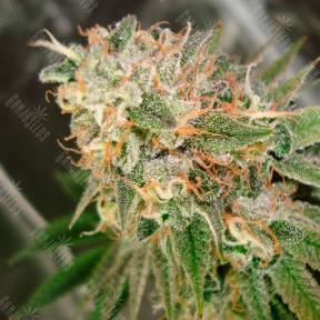 Cookies Kush feminised Ganja Seeds