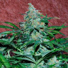 Auto Amnesia feminised GanjaLiveSeeds