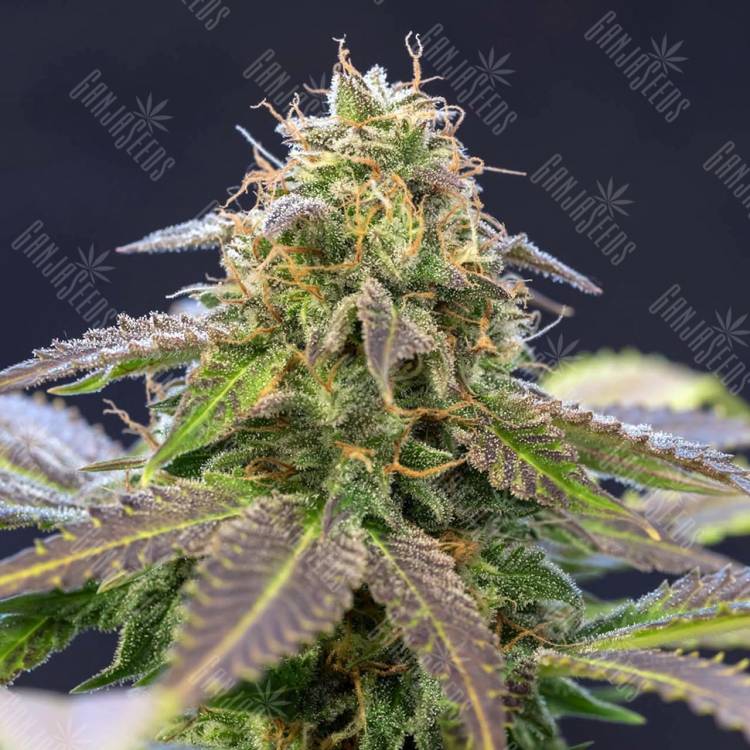 где заказать семена конопли Violator Kush feminised где заказать семена конопли Violator Kush feminised