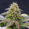 где заказать семена конопли Violator Kush feminised где заказать семена конопли Violator Kush feminised