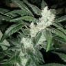 семена конопли Россия Blue Queen feminised