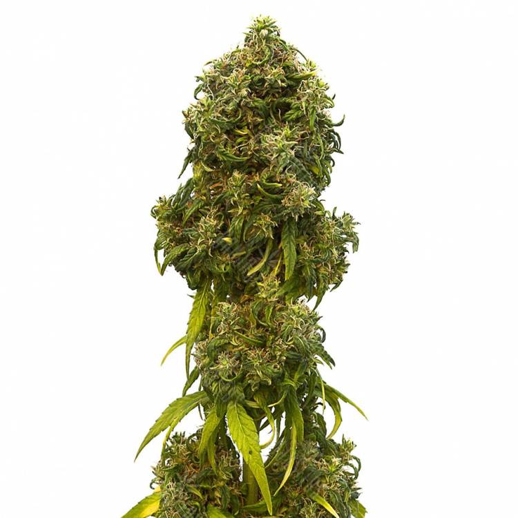 где можно заказать семена конопли A.M.S. feminised Green House Seeds где можно заказать семена конопли A.M.S. feminised Green House Seeds