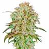 хорошие семена конопли A.M.S. feminised Green House Seeds хорошие семена конопли A.M.S. feminised Green House Seeds
