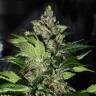 CBD Kush feminised Dutch Passion Seeds