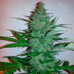 Early Skunk regular Ganja Seeds