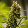 автоцветущие семена конопли Auto Pipi regular