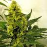 семена конопли f1 в оригинальной упаковке Auto Pipi regular