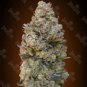 Chocolate Skunk feminised 00 Seeds