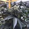 семена конопли в России Ewe-2 feminised Humboldt Seeds