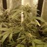 семена культурной конопли купить Ewe-2 feminised Humboldt Seeds