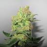 семена конопли индика Y Griega CBD feminised Medical Seeds семена конопли индика Y Griega CBD feminised Medical Seeds