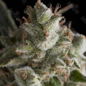 Fresh Candy feminised Pyramid Seeds