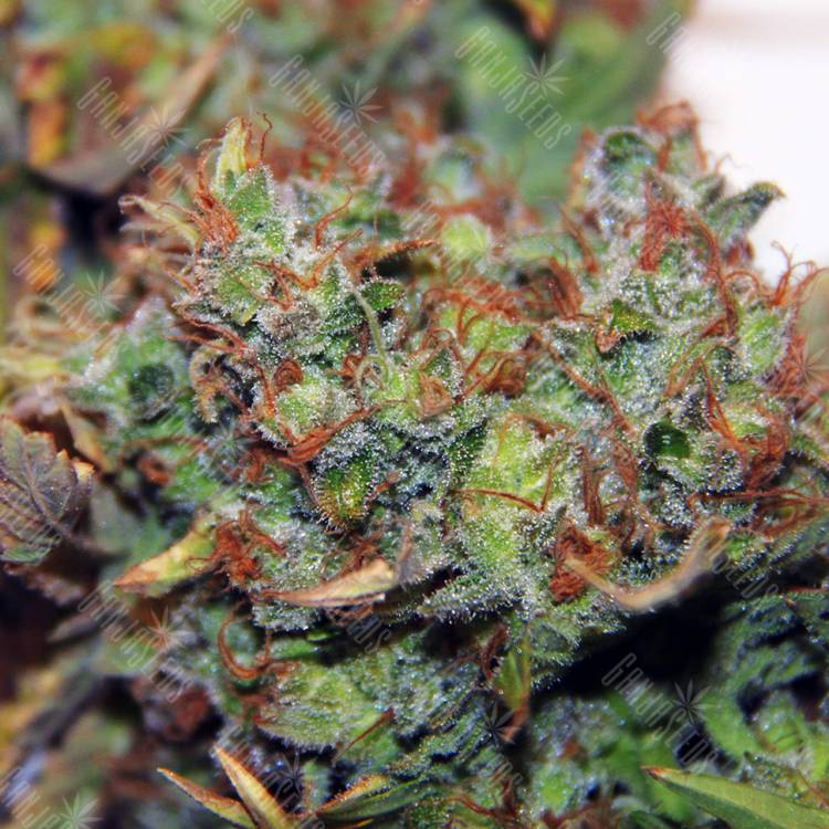 купить семена конопли Northern Light feminised Royal Queen