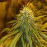 семена индийской конопли Cream Mandarine F1 Fast Version feminised Sweet Seeds