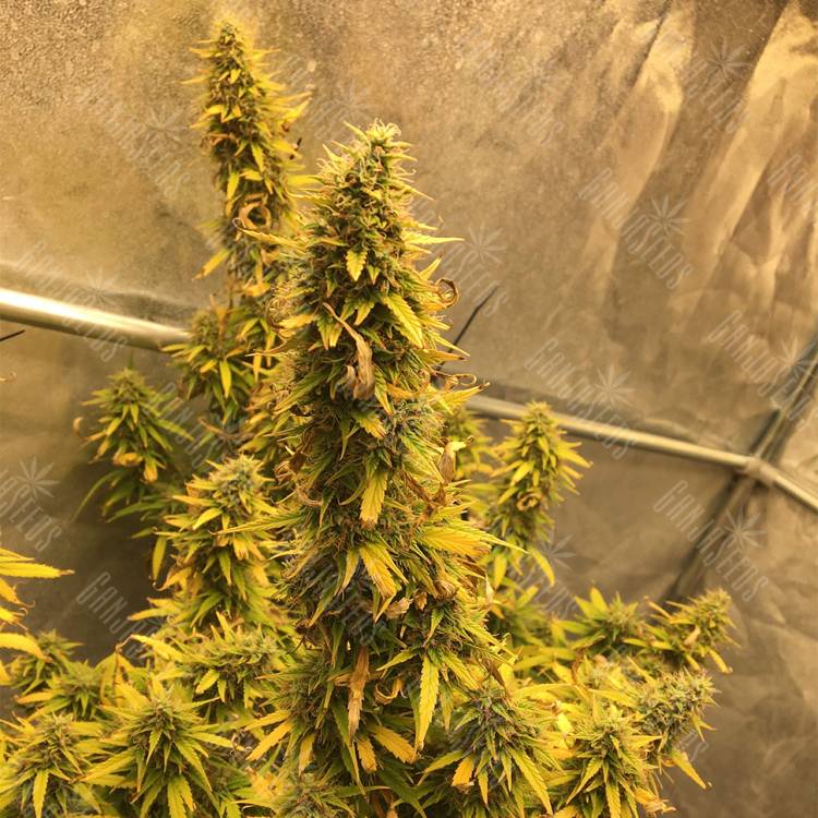 Auto Big Bud XXL feminised Ganja Seeds недорого